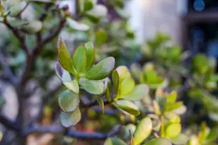 603 1st St, Woodland, CA 95695 - Photo 44