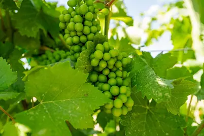 14226 State Highway 160, Walnut Grove, CA 95690 - Photo 6