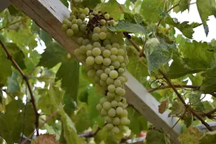 19100 W Ridge Dr, Penn Valley, CA 95946 - Photo 70