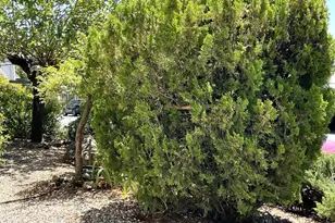 Mulberry Dr, Grass Valley, CA 95945 - Photo 22