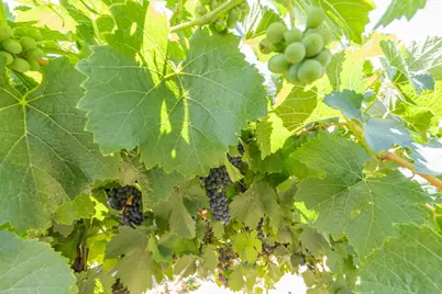 21649 N Des Moines Road, Acampo, CA 95220 - Photo 94