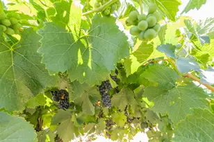 21649 N Des Moines Rd, Acampo, CA 95220 - Photo 94