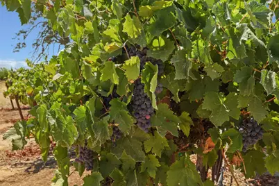 18739 Clements Road, Lodi, CA 95240 - Photo 36