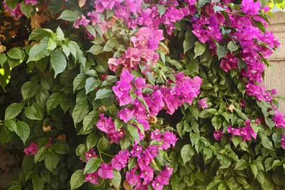 7515 Sheldon Road #4103, Elk Grove, CA 95758 - Photo 42