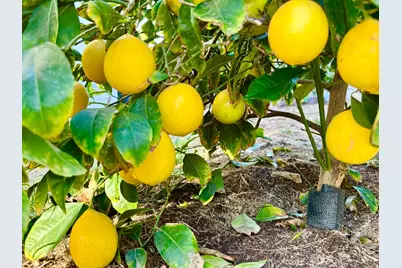 111 McCurry Street, Wheatland, CA 95692 - Photo 52