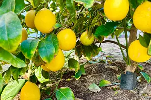 111 McCurry St, Wheatland, CA 95692 - Photo 52