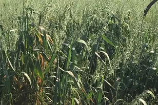 29266 Dry Creek Rd, Galt, CA 95632 - Photo 30