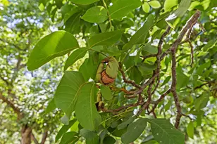 609 Meyers Ave, Gridley, CA 95948 - Photo 52