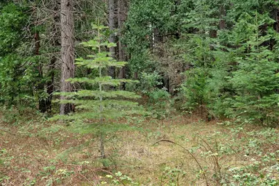 13824 Baker Road, Camptonville, CA 95922 - Photo 16
