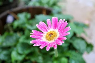 443 Glenbriar Cir, Tracy, CA 95377 - Photo 40