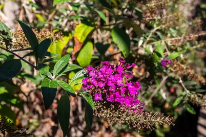 3451 Rainhill Loop, Roseville, CA 95747 - Photo 36