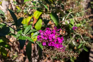 3451 Rainhill Loop, Roseville, CA 95747 - Photo 36