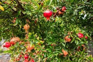 1109 Ulrich Ave, Modesto, CA 95350 - Photo 52