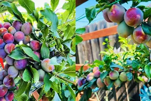 1059 Harvest Mill Dr, Manteca, CA 95336 - Photo 30