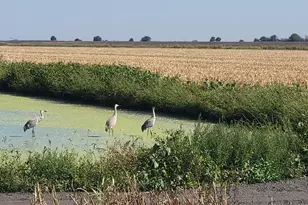 W Walnut Grove Rd, Walnut Grove, CA 95690 - Photo 28