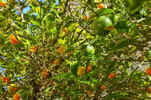 2902 Campbell Ln, Tracy, CA 95377 - Photo 28