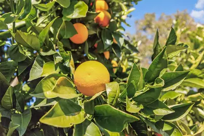 763 Adare Way, Galt, CA 95632 - Photo 76