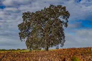 10786 Shenandoah Rd, Plymouth, CA 95669 - Photo 66