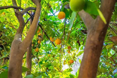 155 Pinewood Way, Auburn, CA 95602 - Photo 92