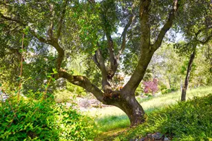 50 Knolls Ct, Copperopolis, CA 95228 - Photo 30