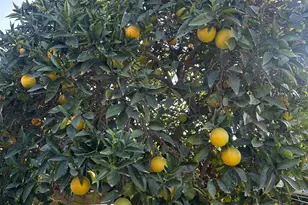 968 Virginia Ave, Olivehurst, CA 95961 - Photo 20