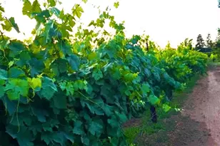 17266 Hillside Dr, Lodi, CA 95240 - Photo 82