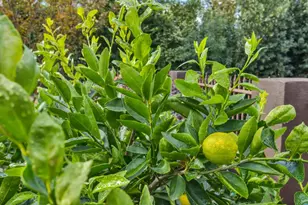 408 Sutter St, Folsom, CA 95630 - Photo 58