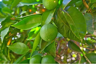 100 Hinkle Court, Folsom, CA 95630 - Photo 44