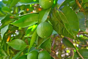 100 Hinkle Ct, Folsom, CA 95630 - Photo 44