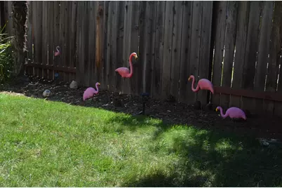 8392 Red Fox Way, Elk Grove, CA 95758 - Photo 20