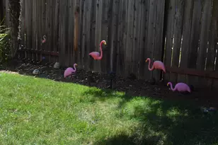 8392 Red Fox Way, Elk Grove, CA 95758 - Photo 20