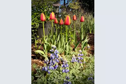 15438 Fay Road, Grass Valley, CA 95949 - Photo 54