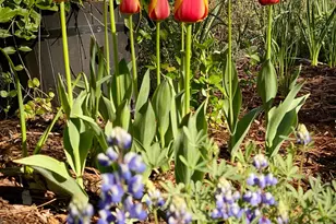 15438 Fay Rd, Grass Valley, CA 95949 - Photo 54