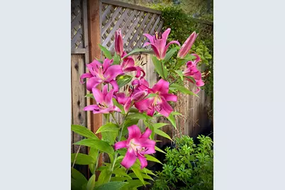 15438 Fay Road, Grass Valley, CA 95949 - Photo 60