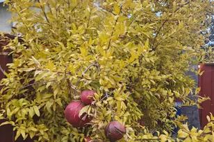 2500 Cottage Pointe Dr, Riverbank, CA 95367 - Photo 38