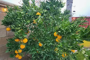 2500 Cottage Pointe Dr, Riverbank, CA 95367 - Photo 36