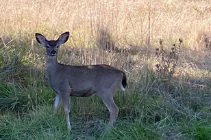 1486 Prussian Hill Rd, Mokelumne Hill, CA 95245 - Photo 92