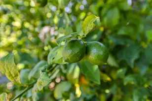 6947 Wolfgram Way, Sacramento, CA 95828 - Photo 36