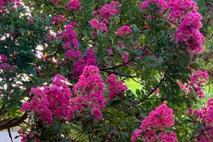 4033 Cayente Way, Sacramento, CA 95864 - Photo 98