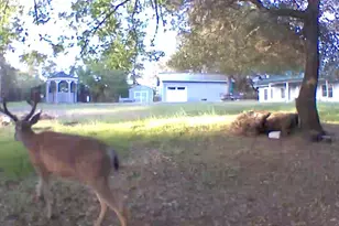 17550 Lueders Ct, Fiddletown, CA 95629 - Photo 2