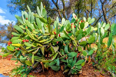 6275 Crystal Boulevard, El Dorado, CA 95623 - Photo 32