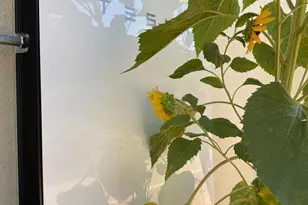 1026 Coyote Crk Rd, Murphys, CA 95247 - Photo 44