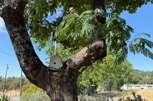 1026 Coyote Crk Rd, Murphys, CA 95247 - Photo 30