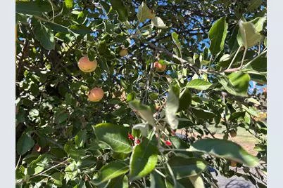 3423 Vallecito Bypass Road, Vallecito, CA 95251 - Photo 36