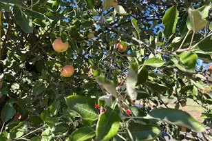 3423 Vallecito Bypass Rd, Vallecito, CA 95251 - Photo 36