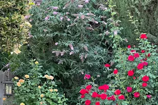 138 Roxie Ct, Ripon, CA 95366 - Photo 44