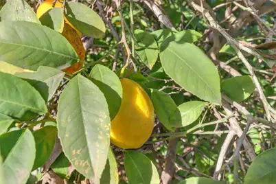 709 A Street, Davis, CA 95616 - Photo 56