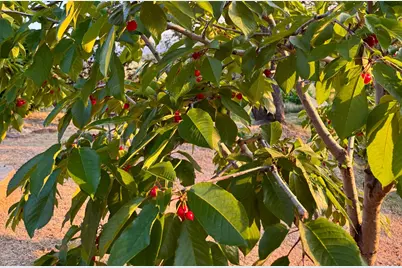 10285 Ponderosa Way, Pine Grove, CA 95665 - Photo 84