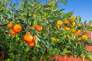 1332 Bluejay Way, Modesto, CA 95351 - Photo 48