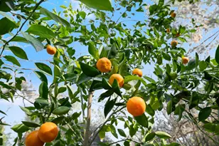 6810 Couey Ln, Penryn, CA 95663 - Photo 62